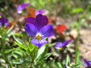 Fototapeta na wymiar blue flowers