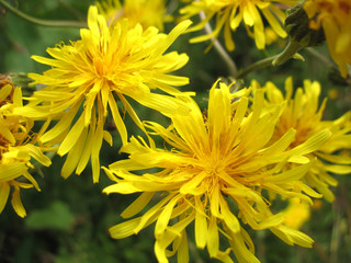yellow blossoming of flower