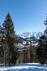 Epicea devant le Mont-Blanc