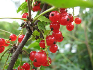 red currant