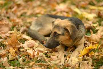 dog lying on fallen leaves