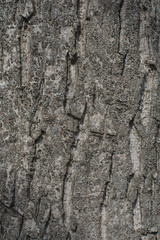 Walnut tree bark
