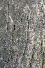 Walnut tree bark