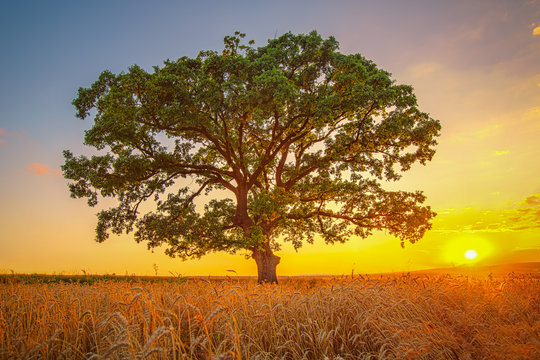 Big green tree in a field, summer shot