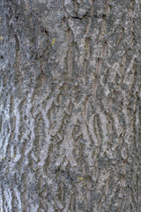 Walnut tree bark