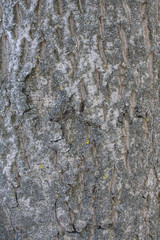 Walnut tree bark
