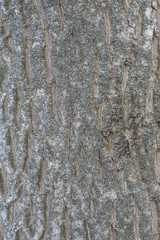 Walnut tree bark
