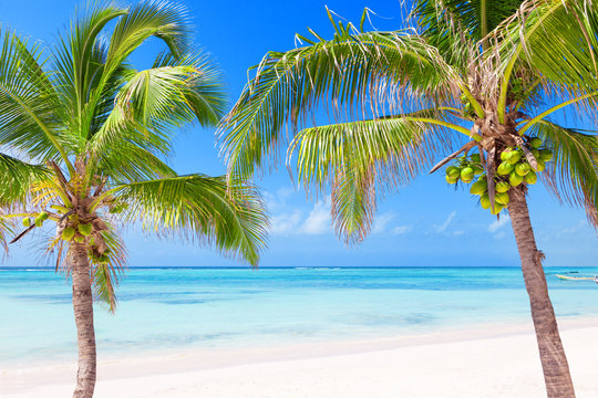 Tropical beach with coconut palms and transparent waters
