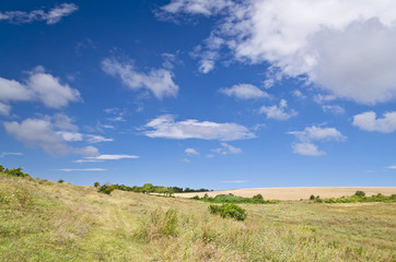 Obraz premium Sunny Blue Sky, Meadow and a tree near the village Katselovo