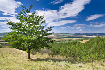 Sunny Blue Sky, Meadow and a tree near the village Katselovo