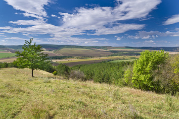 Sunny Blue Sky, Meadow and a tree near the village Katselovo