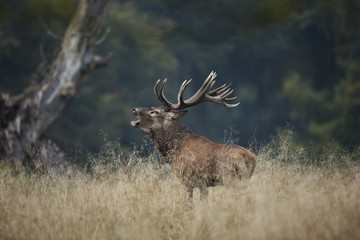 Red deer during the rut season