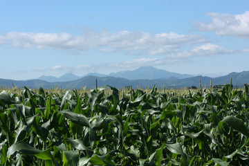 とうもろこし畑