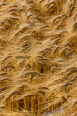 Gerstenfeld vor der Ernte