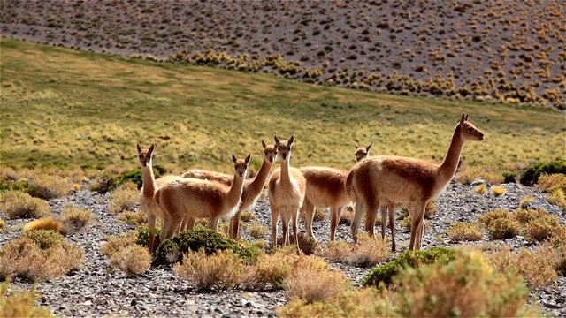 Wild guanacos in the Patagonia, Argentina