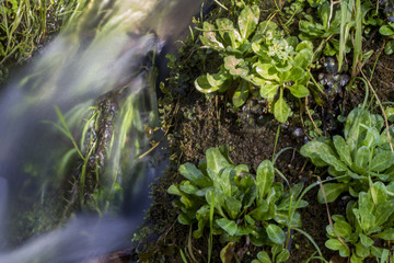 View of a fresh stream of water on the forest.