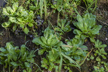 Close view of fresh wet plants on the forest.