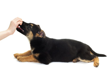German Shepherd puppy and a human hand on a white background iso