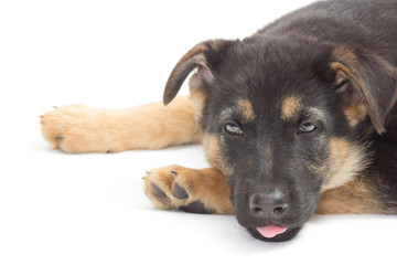 portrait of a German Shepherd puppy on a white background isolat