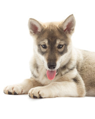 Siberian Husky is isolated on a white background, close-up