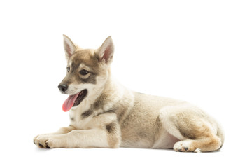 Siberian Husky is isolated on a white background, side view
