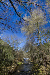 View of a fresh stream of water on the forest
