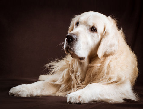 Purebred Golden Retriever Dog On Brown Background