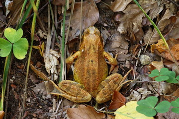 Laubfrosch im Wald