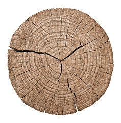 Cross section of tree trunk showing growth rings on white - obrazy, fototapety, plakaty