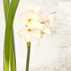 White wild narcissus on a textured background