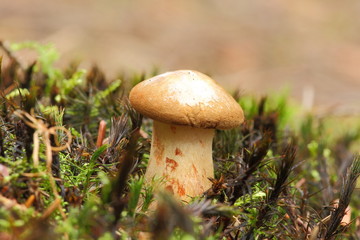kleiner Pilz im Moos
