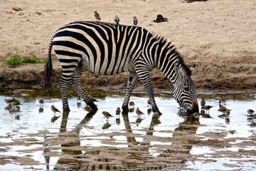 Fototapeta na wymiar Zebras at the pool