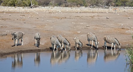 Fototapeta na wymiar Zebras a the pool