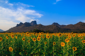Fototapeta premium Beautiful landscape with sunflower field