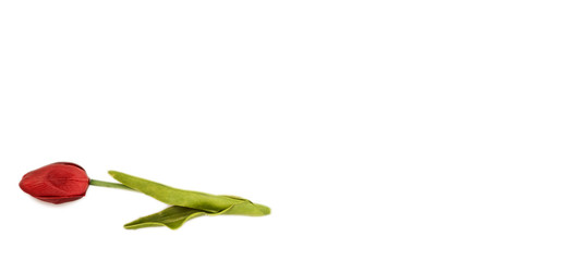 Obraz premium Red tulip.