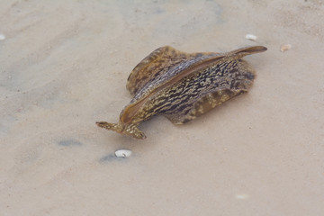 Florida Sea Hare