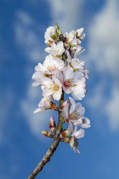 Close view of a branch of almond tree blossom flowers in nature.