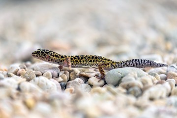 Gecko lizard on rocks
