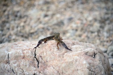 Gecko lizard on rocks