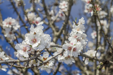 Obraz premium Close view of a branch of almond tree blossom flowers in nature.