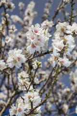 Obraz premium Close view of a branch of almond tree blossom flowers in nature.