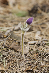  beautiful flower Pulsatilla