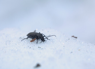Carabus granulatus beetle in the snow