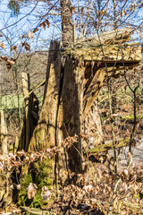 Stump in the Hahnheide near Trittau