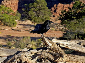 Raven, Canyonlands National Park