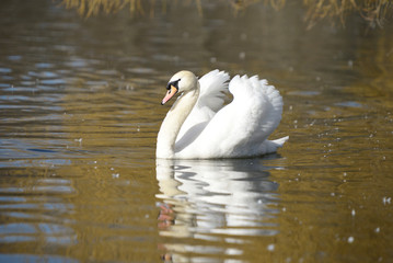 Mute Swan, Cygnus olor