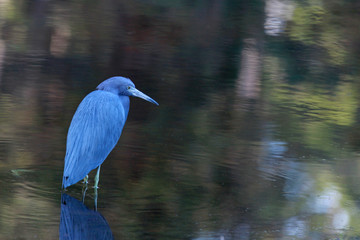 Small Blue Heron