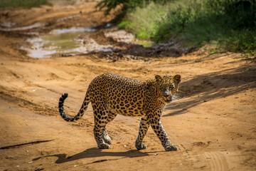 Leopard