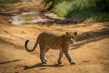 Foto op Canvas Leopard © life.is.a.worldtrip