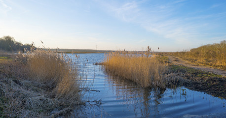 Reed along the shore of a lake in winter